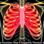 Apothorax Function: How It Supports Thoracic Mechanics